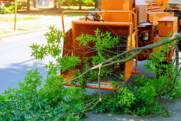 How Our Tree Care Process Works  in  Putnam Lake, NY